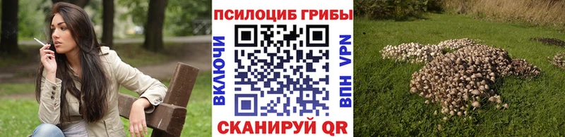 наркота  Кондрово  Галлюциногенные грибы Psilocybe 